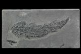 Devonian Lobed-Fin Fish (Osteolepis) - Scotland #98044-1